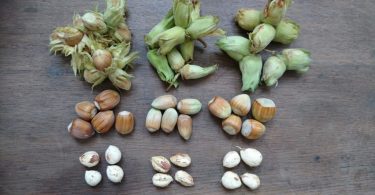 About Cobnuts