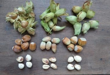 About Cobnuts