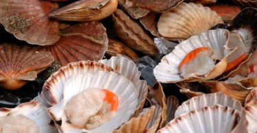 About Scallops