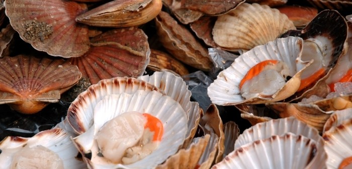 About Scallops