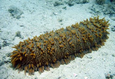 Sea Cucumber