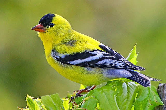 Which Species Of Yellow Colored Birds Are Found In India?