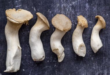 What Are King Oyster Mushrooms?