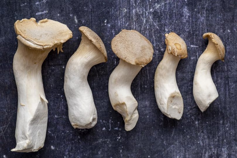 What Are King Oyster Mushrooms?
