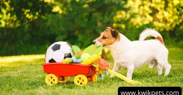 Pet Food Products OnlineKwik Pets offer safe and best chew toys for pets. You can reread the above-suggested toys before buying them for your new baby. The store also provides dental treats and other protein foods that uplift your dog's health. So what are you waiting for? contact us NOW!