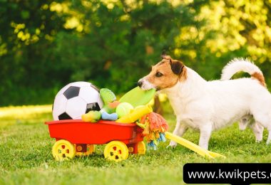 Pet Food Products OnlineKwik Pets offer safe and best chew toys for pets. You can reread the above-suggested toys before buying them for your new baby. The store also provides dental treats and other protein foods that uplift your dog's health. So what are you waiting for? contact us NOW!