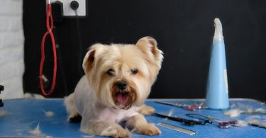 Beneficial to Get Your Dog Professionally Groomed